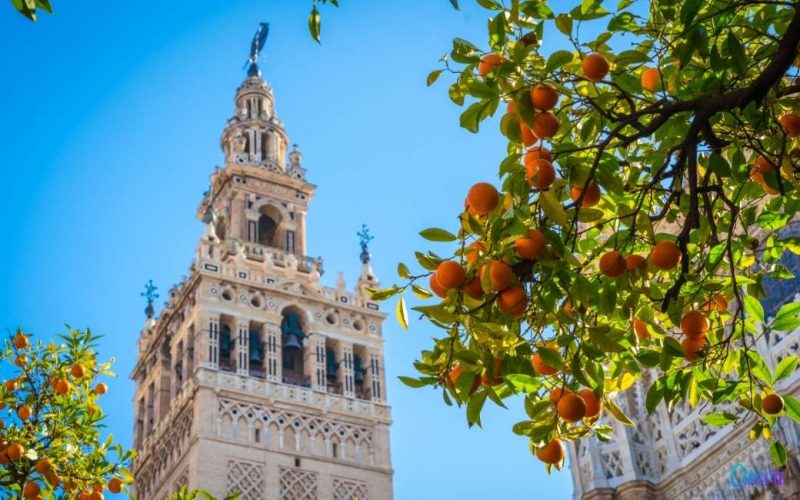 Sevilla opent centrum om plaag sinaasappelbomen te bestrijden