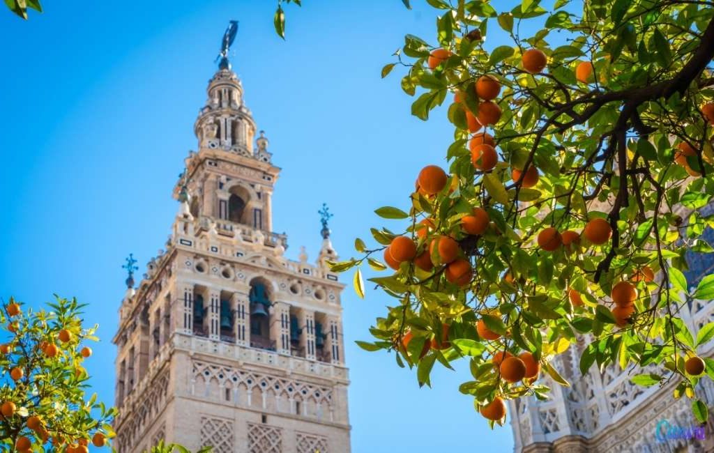Sevilla opent centrum om plaag sinaasappelbomen te bestrijden