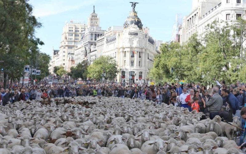 Dit jaar vanwege corona geen schapen in het centrum van Madrid