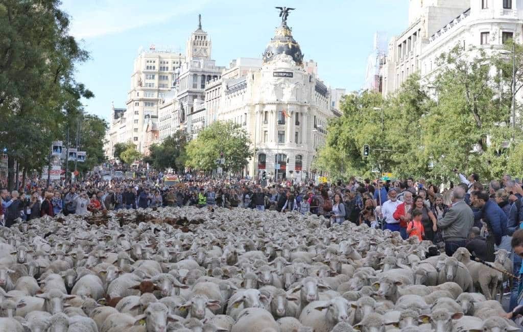Dit jaar vanwege corona geen schapen in het centrum van Madrid