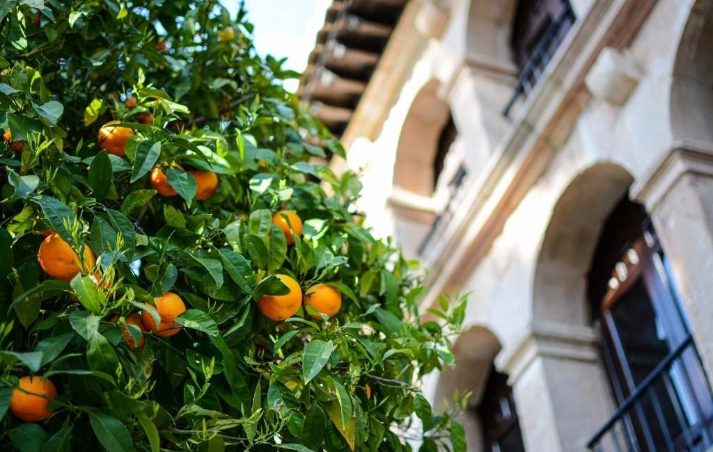 Stads-sinaasappels in Málaga gaan naar het Nederlandse PeelPioneers