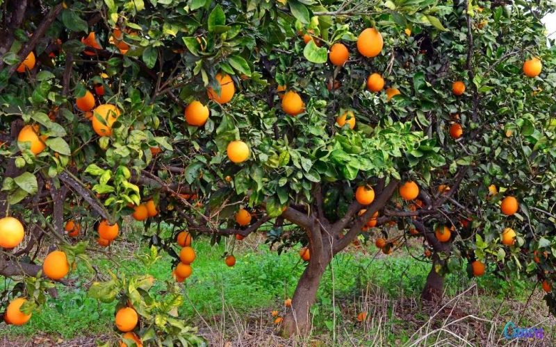 Steeds minder Spaanse en meer Zuid-Afrikaanse sinaasappels in Nederland en België