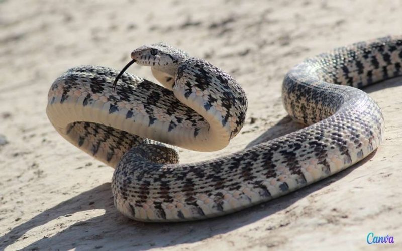 Hoe reageer je wanneer je oog in oog komt te staan met een slang in Spanje?