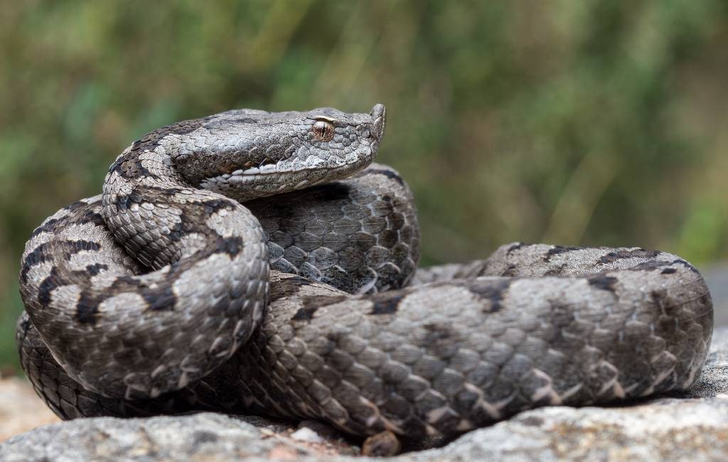 De meest voorkomende slangen in de provincie Alicante
