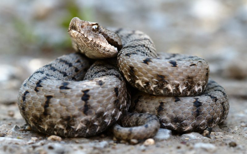 16 juli is Internationale Dag van de Slang: hoeveel giftige en niet giftige slangen heeft Spanje?
