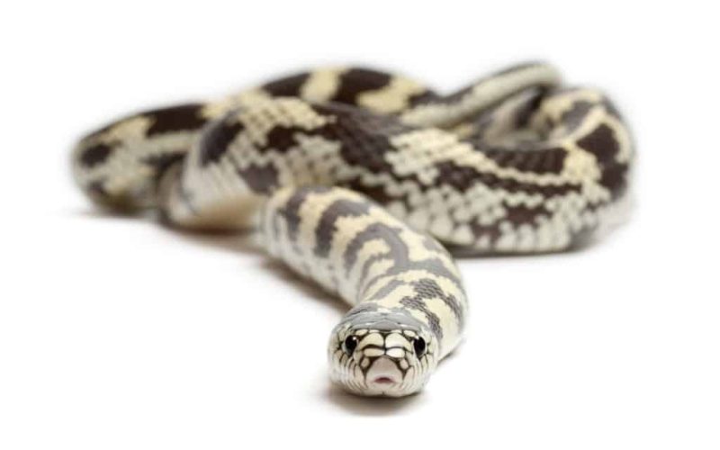 Een recordaantal van meer dan 2.600 slangen gevangen op Gran Canaria in 2021