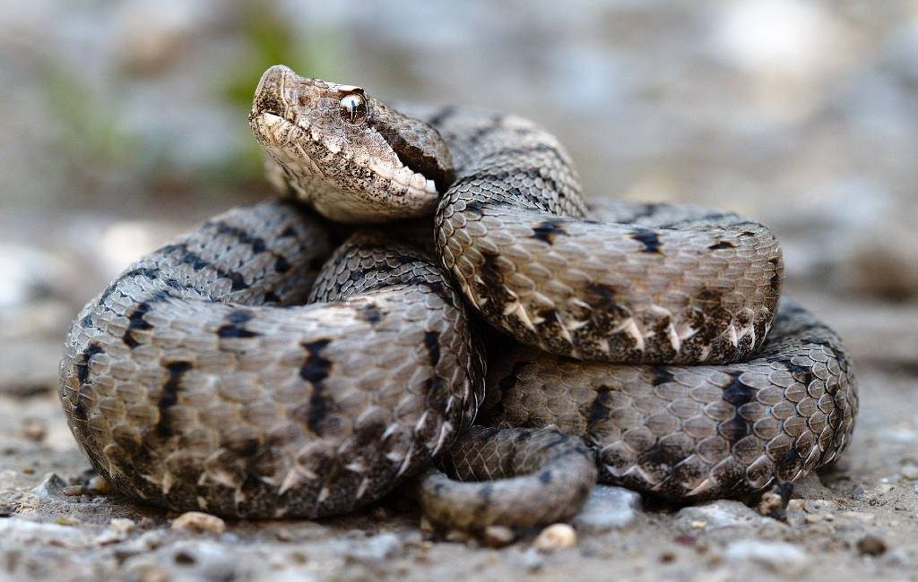 Amerikaanse Compostela-pelgrim gebeten door giftige slang in Navarra
