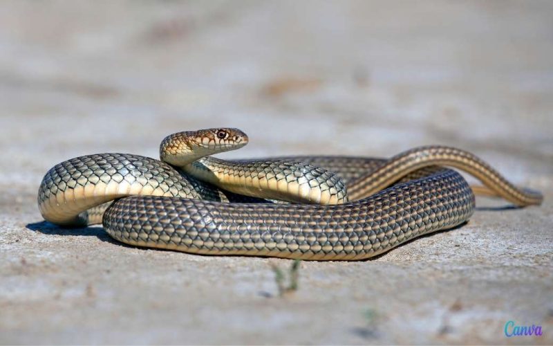 Slangen zijn nu over heel Ibiza verspreid met meer dan 2.000 gevangen exemplaren