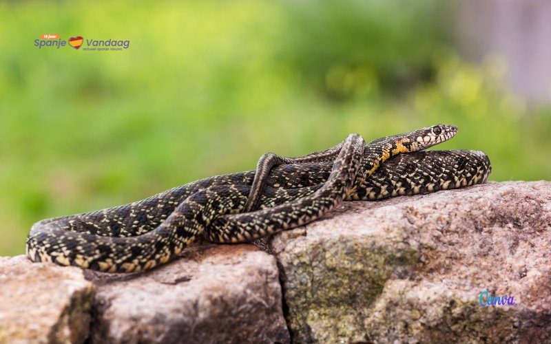 Meer dan 3.000 gevangen slangen op de Balearen eilanden