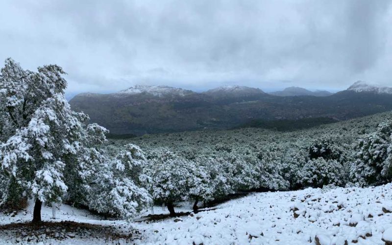 Lente op Mallorca begonnen met opnieuw sneeuwval in Tramuntana gebergte