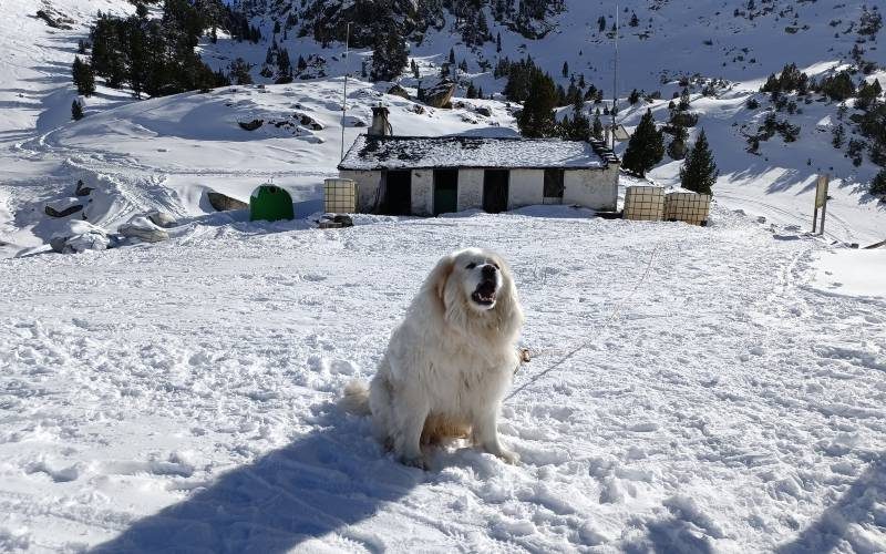 Storm Mónica brengt zware sneeuwval in de Pyreneeën