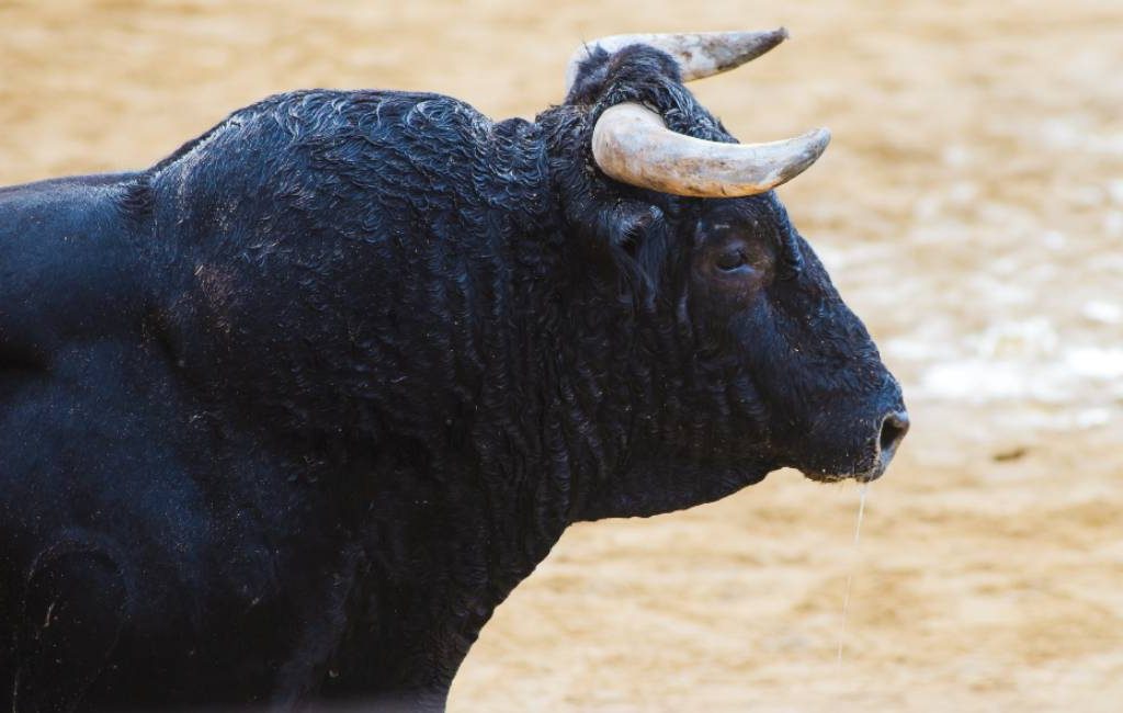Stier ontsnapt en verwondt twee ouderen maar wordt daarna overreden in Castilla-La Mancha