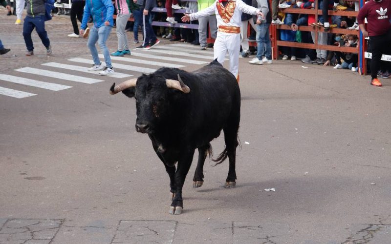 ‘Feesten’ met stieren kosten het leven aan drie personen in Valencia