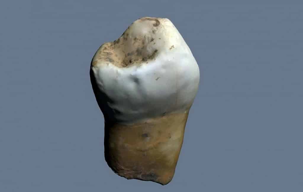 3.690 jaar oude tand gevonden in de grotten van Nerja