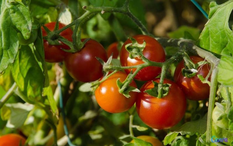 De Andalusische tomatenplant die dankzij artificiële intelligentie de vervuiling in jouw stad meet