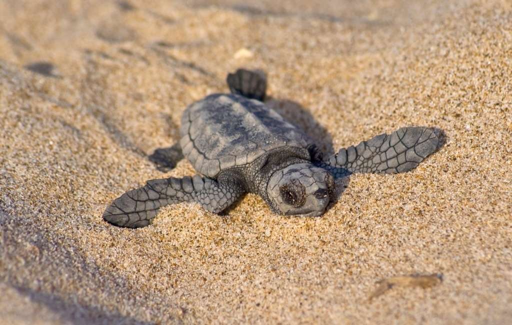 De Onechte Karetschildpad nestelt steeds meer op Spaanse stranden
