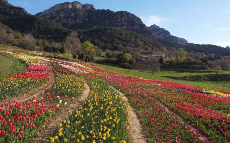 Nationale Tulpendag in Nederland kan in april ook gevierd worden in Catalonië