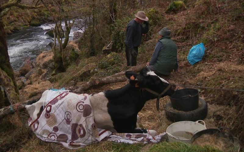 Lola de zwangere koe is gered uit haar benarde positie in Galicië