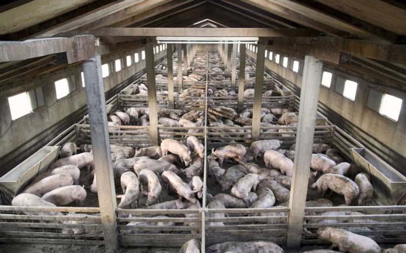 Spaanse binnenland verzet zich tegen mega-varkenskwekerijen