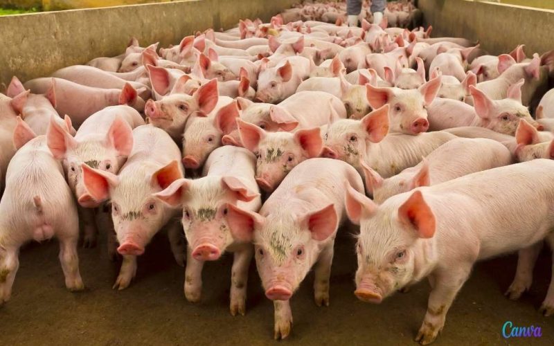 Spaanse varkensstapel stijgt terwijl de Europese juist daalt