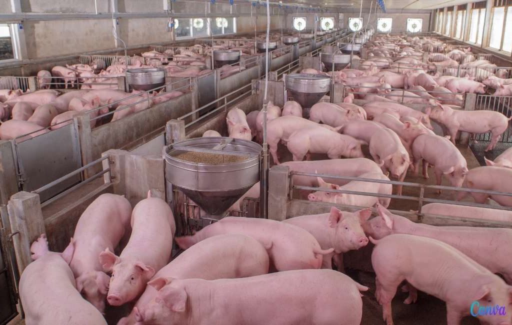 Spanje heeft 170.000 fokkerijen minder maar fokt tot vijf keer meer varkens en kippen