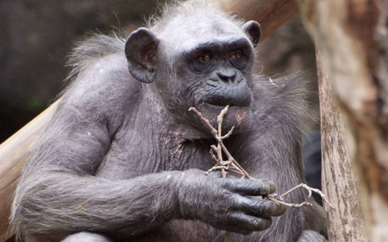 Oudste chimpansee van Europa in dierentuin Barcelona overleden