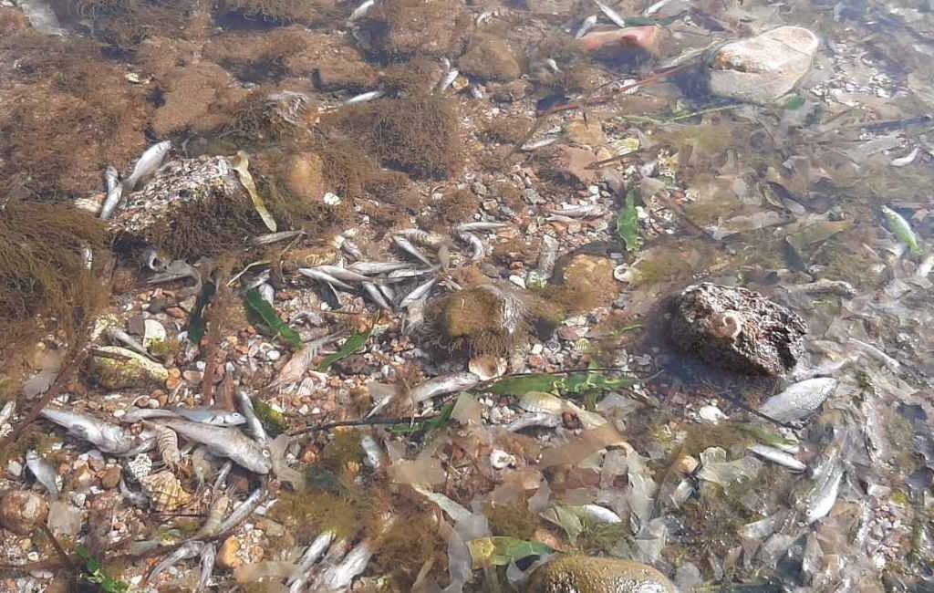 Opnieuw duizenden dode vissen aangespoeld in de Mar Menor in Murcia