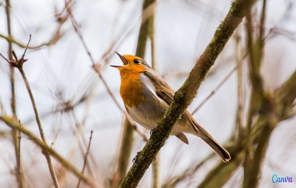Is het je al opgevallen dat de vogels minder zingen in Spanje?