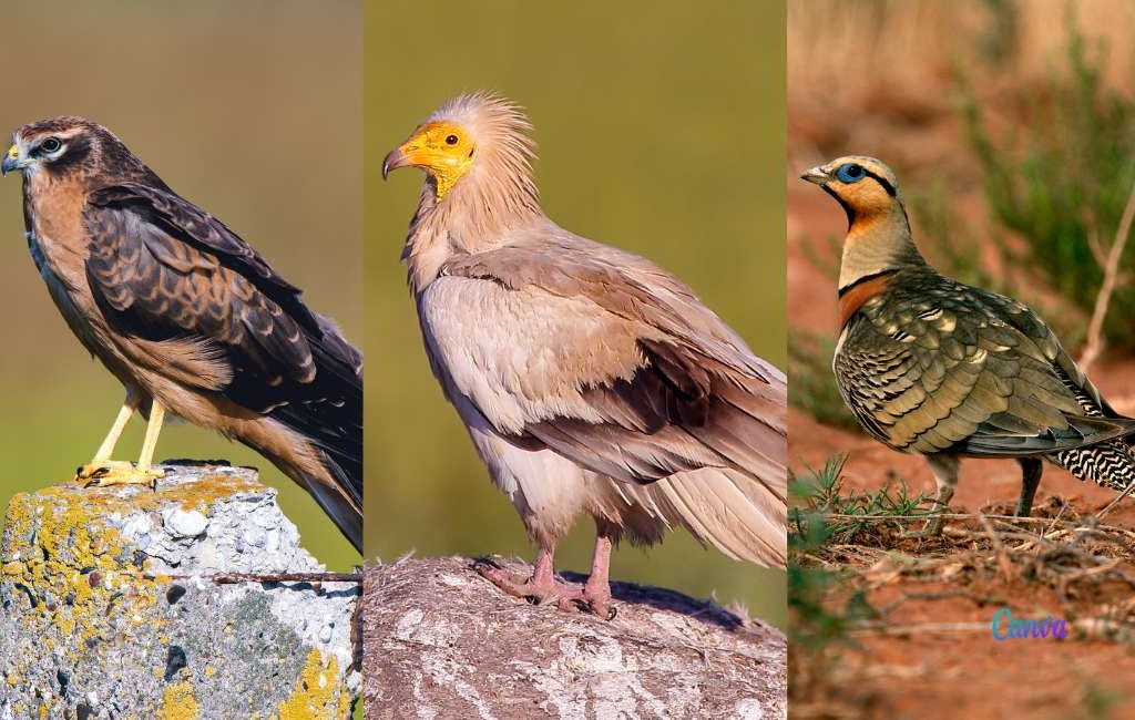 Drie kandidaten voor titel van Vogel van het Jaar 2023 in Spanje: stem mee!