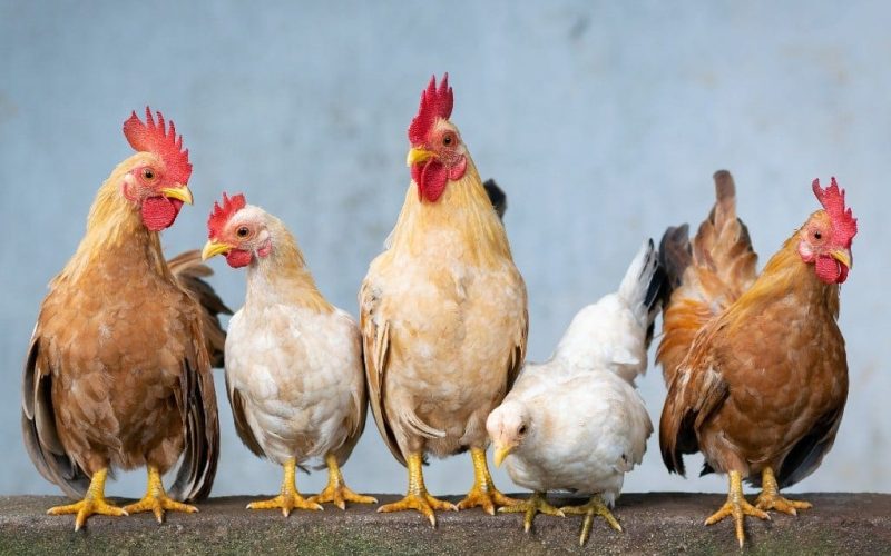 Spanje verhoogt risico op vogelgriep na Europese uitbraken