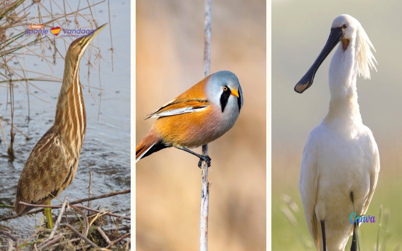 Drie kandidaten voor titel van Vogel van het Jaar 2024 in Spanje: stem ook mee!