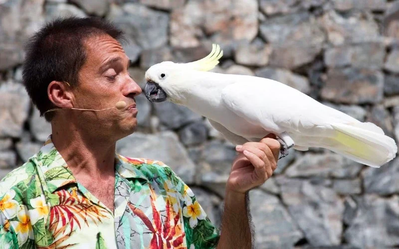 PortAventura neemt na 29 jaar afscheid van bekende vogelshow