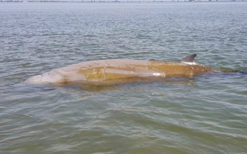 Politie en omstanders redden walvis in de Ebro Delta in Tarragona