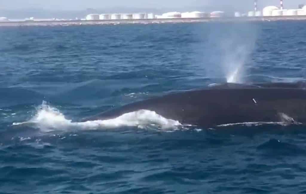 Geen maritiem verkeer haven Barcelona vanwege walvissen