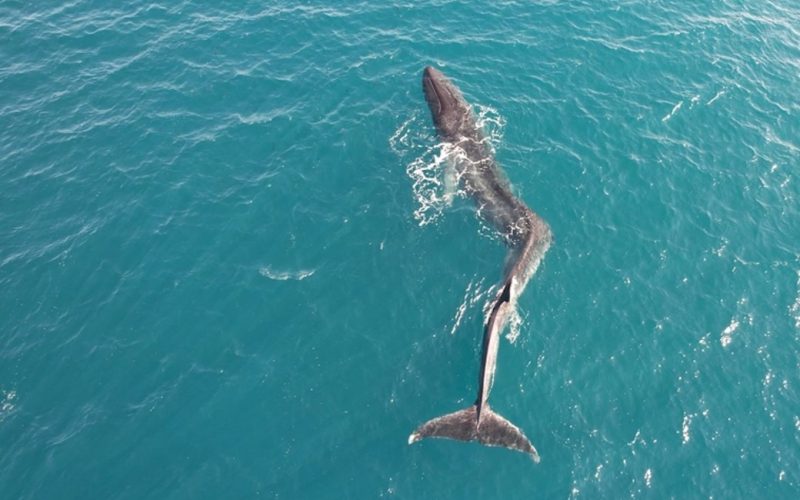 Gehandicapte walvis met scoliose gespot voor de kust van Valencia
