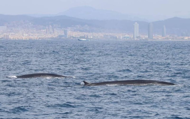 Deze lente 222 walvissen voor de Catalaanse kust gespot
