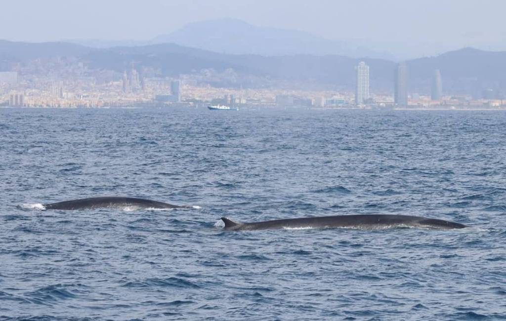 Deze lente 222 walvissen voor de Catalaanse kust gespot