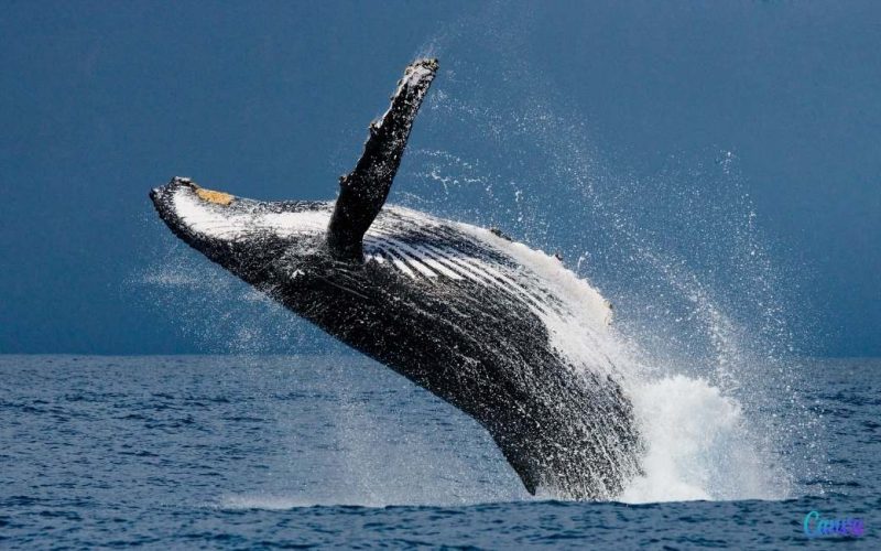 Gezocht: vrijwilligers om walvissen te spotten voor de kust van Denia aan de Costa Blanca