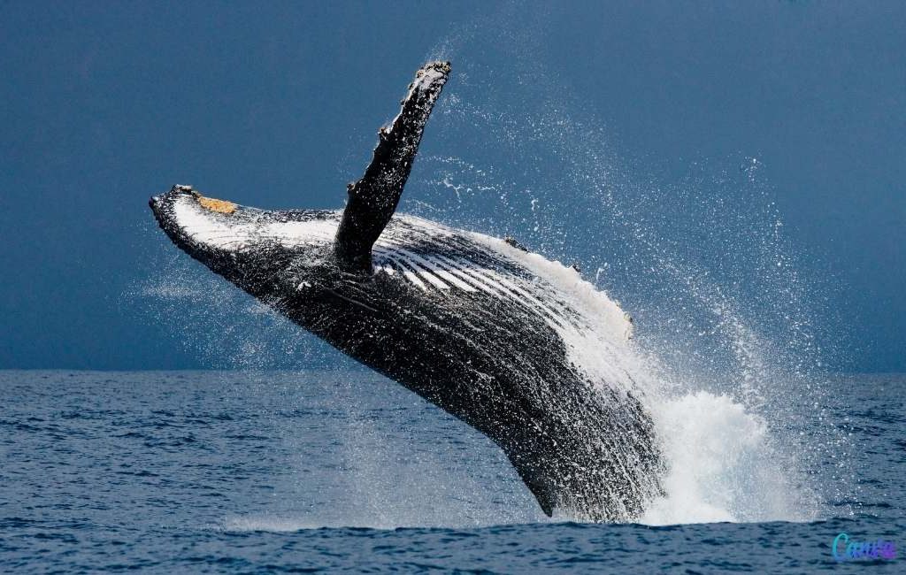 Gezocht: vrijwilligers om walvissen te spotten voor de kust van Denia aan de Costa Blanca
