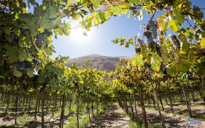 Spanje, Italië en Frankrijk goed voor driekwart van het wijnbouwareaal in de EU