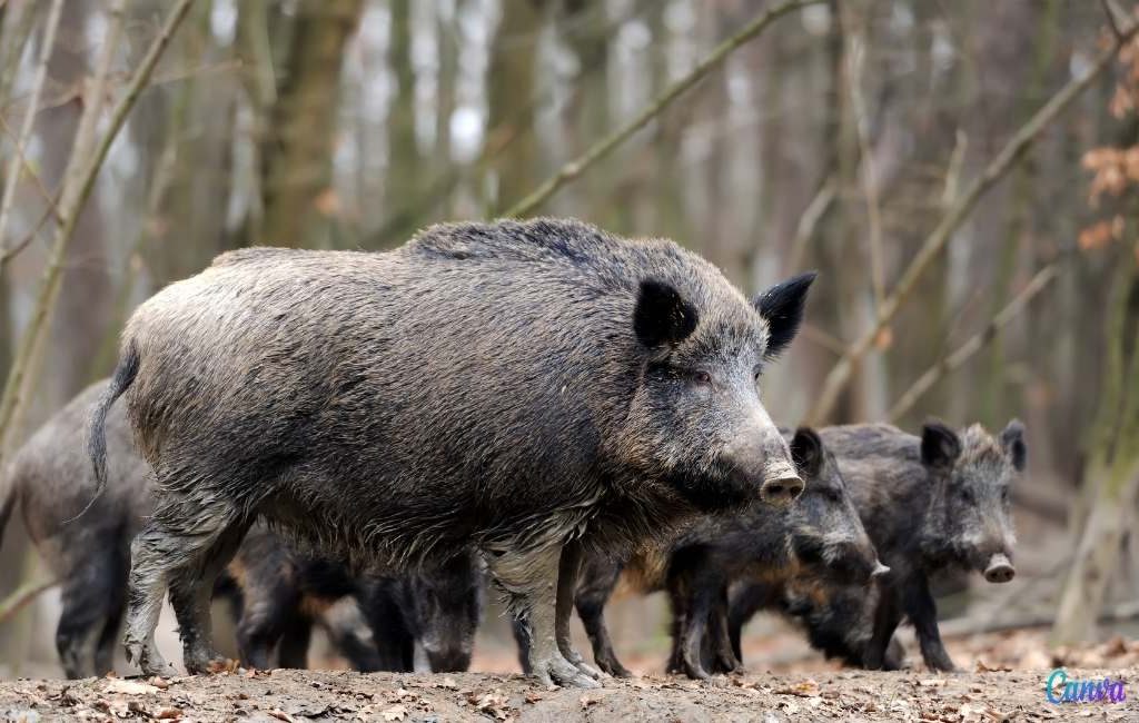Catalonië raadt aan om wild-zwijn-vlees te eten vanwege de overbevolking