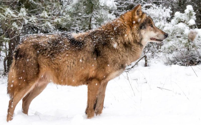 Spaanse regering wil Iberische wolf beschermen met een landelijk jachtverbod