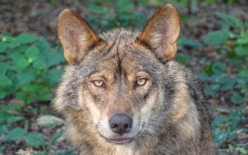 Jagen op wolven is vanaf nu in Spanje per wet verboden