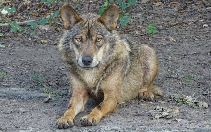 Vier Spaanse regio’s vragen om herziening wetsvoorstel voor het behoud van de wolvenpopulatie