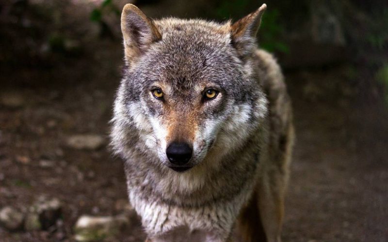 Spanje ktijgt een landelijk jachtverbod op de Iberisch wolf