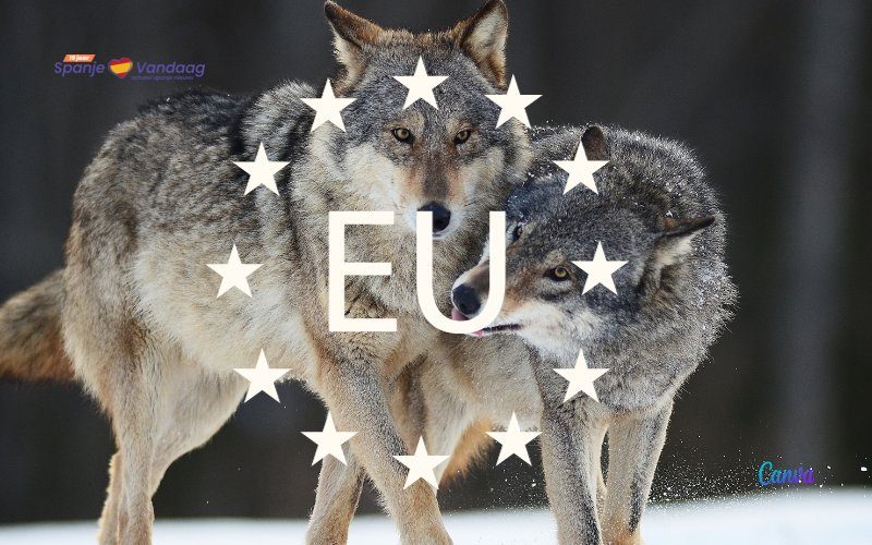 Europese Commissie wil bescherming van wolven afbouwen en botst op verzet
