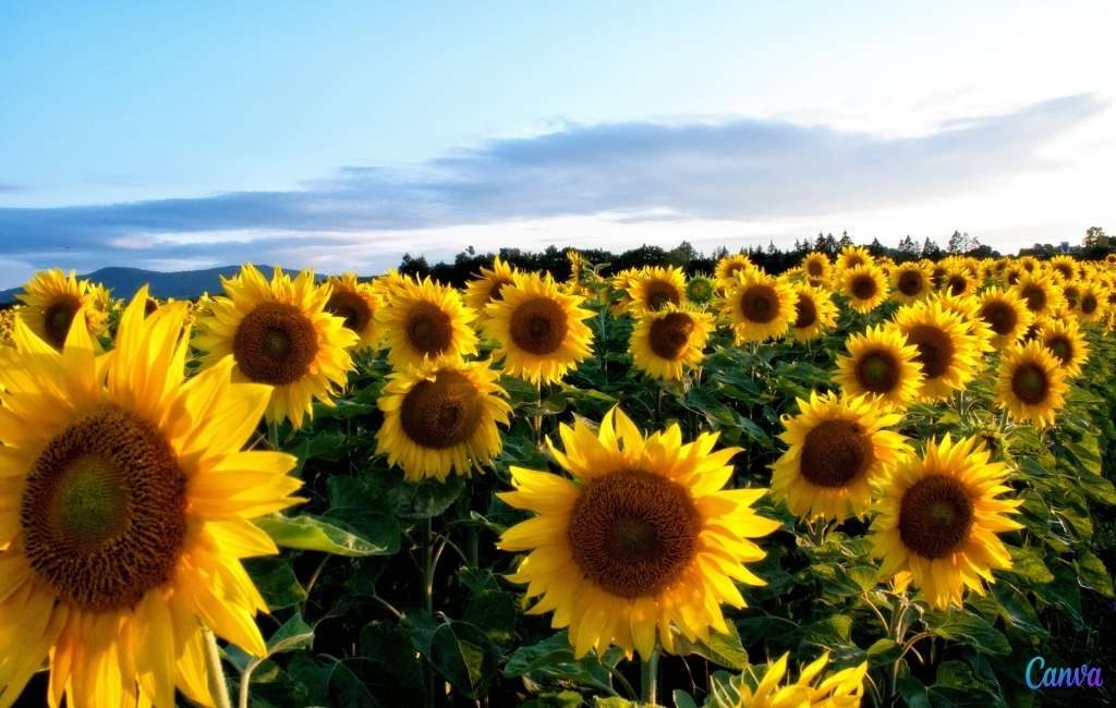 Als Spanje het land van de zonnebloemen is, waarom is er dan een gebrek aan zonnebloemolie?