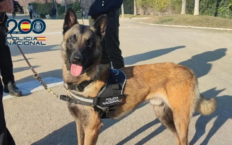 Gestolen politiehond Zorro gered door zijn collega’s in Zaragoza