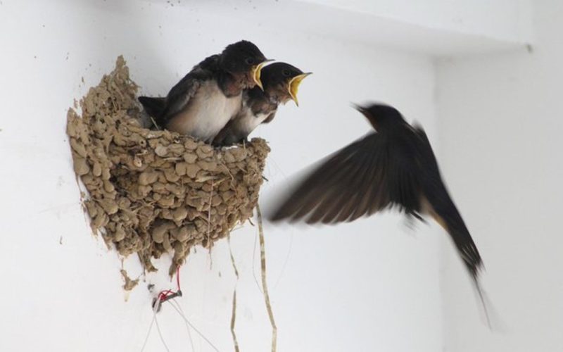 Zwaluwnesten weghalen in Spanje is illegaal met boetes tot 200 duizend euro